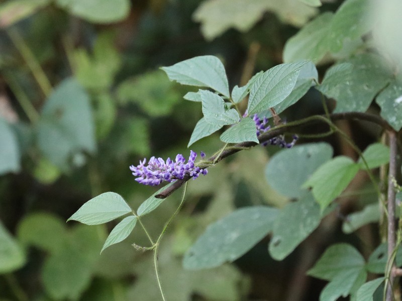 Harashuteria hirsuta photo 5