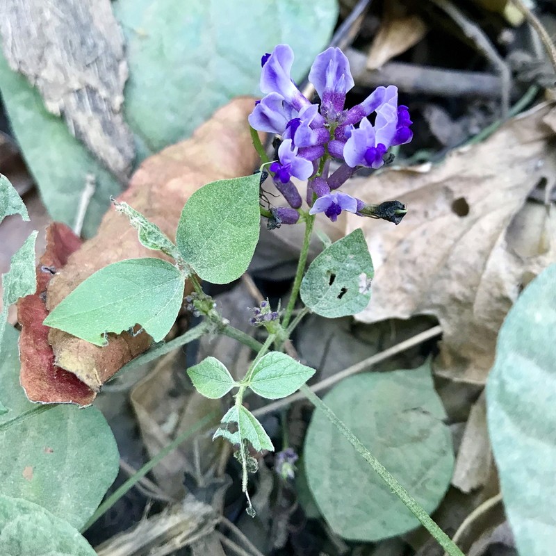 Harashuteria hirsuta photo 6