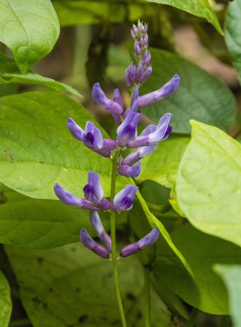 Harashuteria hirsuta photo 8