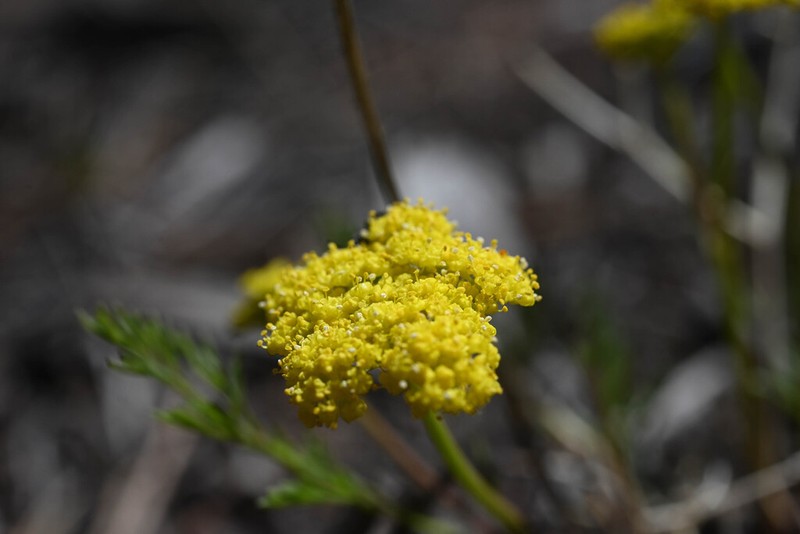 Whiskbroom Parsley