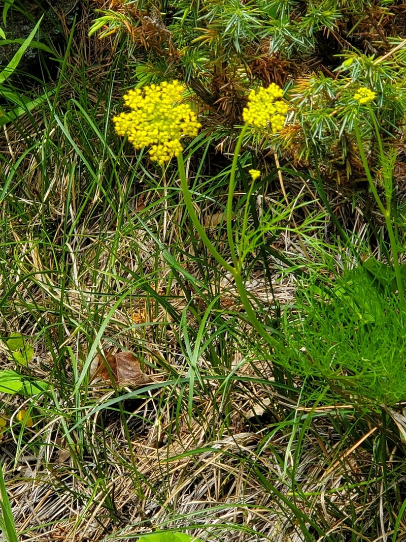 Whiskbroom Parsley photo 2