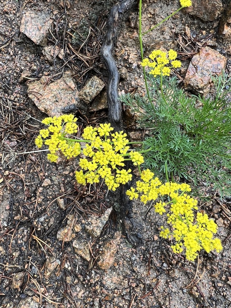 Whiskbroom Parsley photo 3