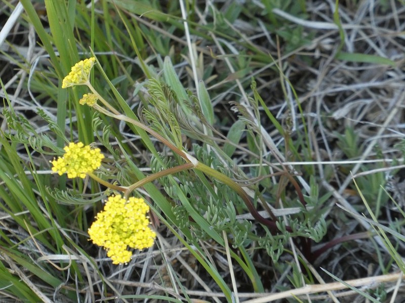 Whiskbroom Parsley photo 4