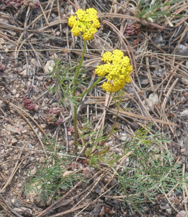 Whiskbroom Parsley photo 5