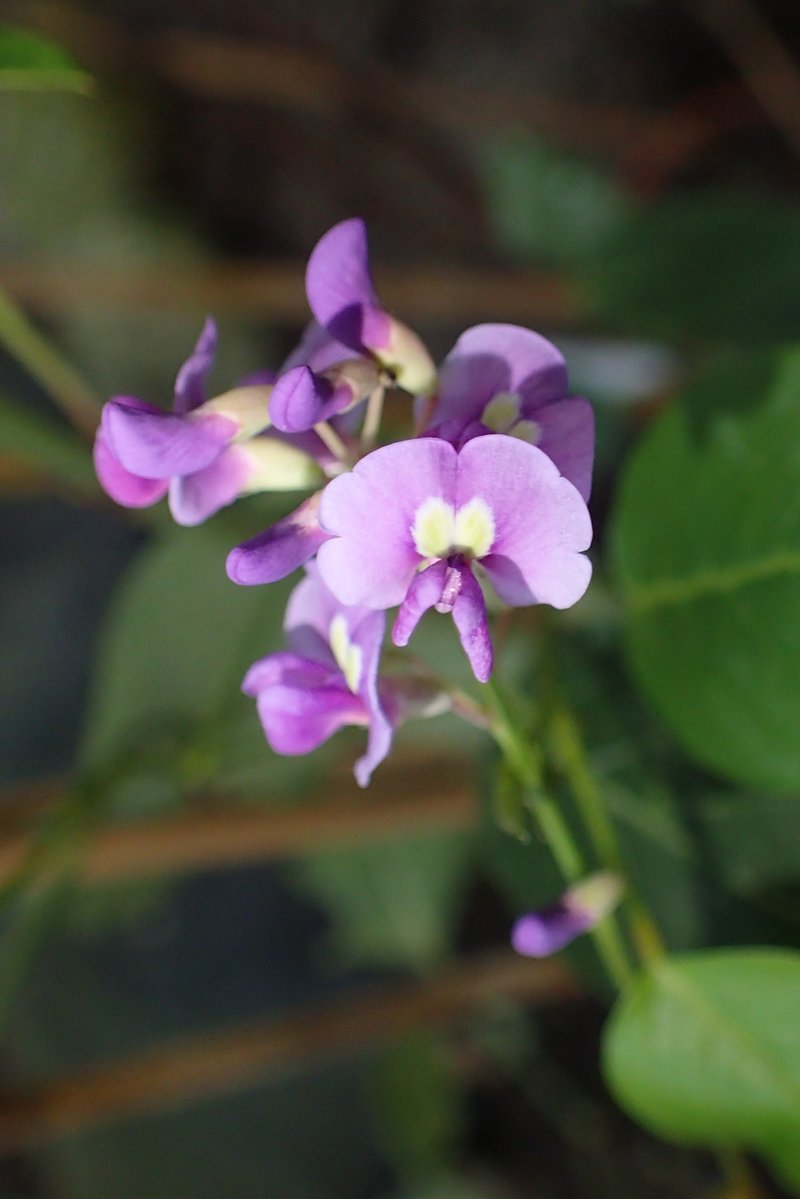 Coral-Pea