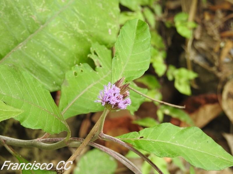 Harleya oxylepis