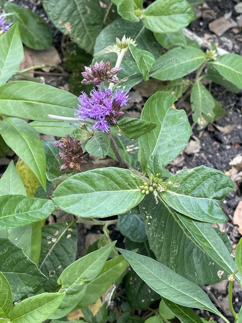 Harleya oxylepis photo 2