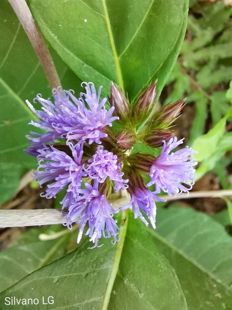 Harleya oxylepis photo 3