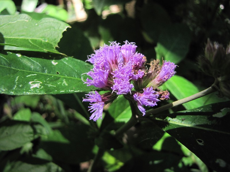 Harleya oxylepis photo 5