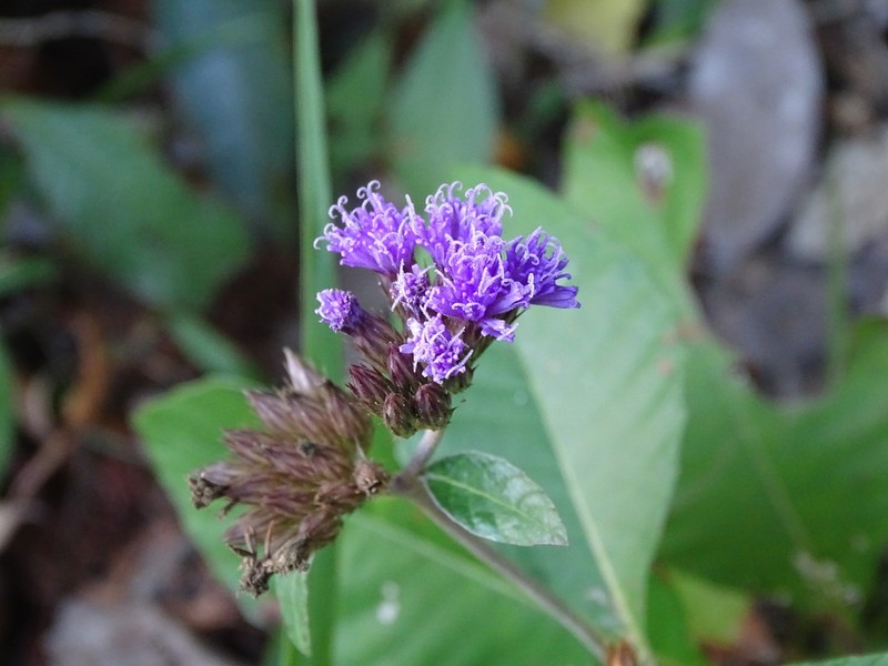 Harleya oxylepis photo 8