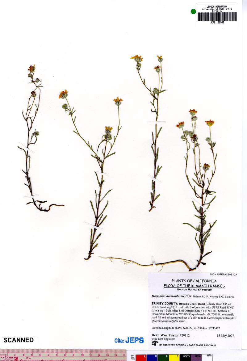 Serpentine Tarweed