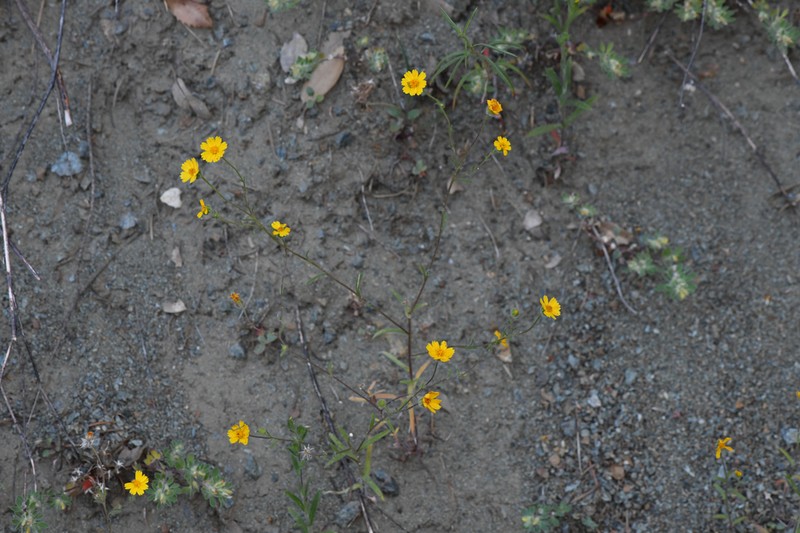 Serpentine Tarweed