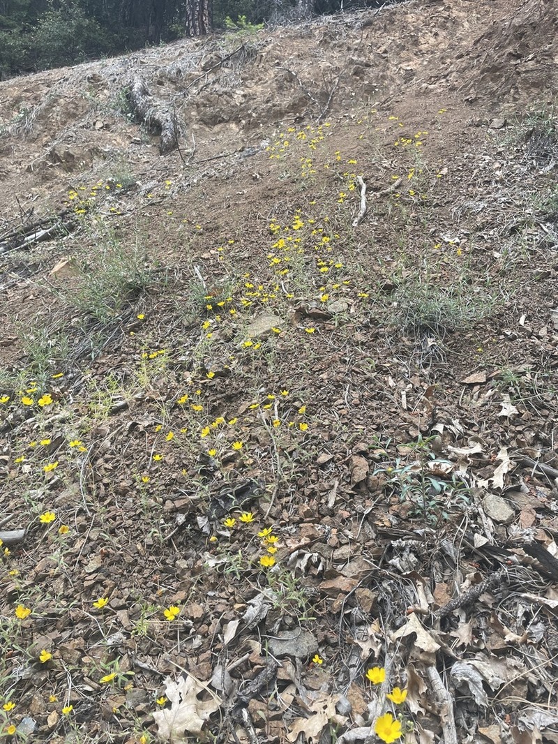 Serpentine Tarweed photo 2