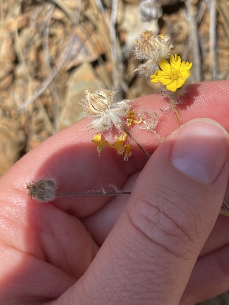 Serpentine Tarweed photo 3