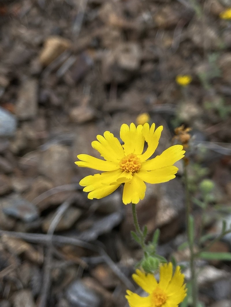 Serpentine Tarweed photo 5