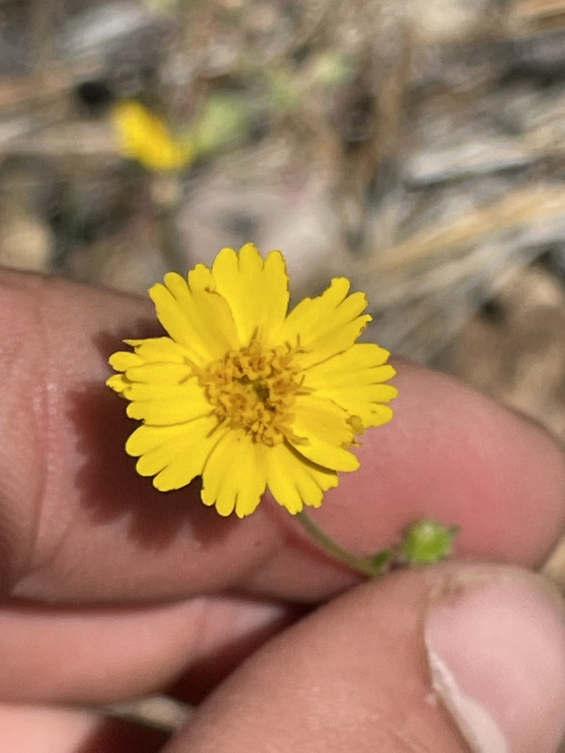 Serpentine Tarweed photo 7