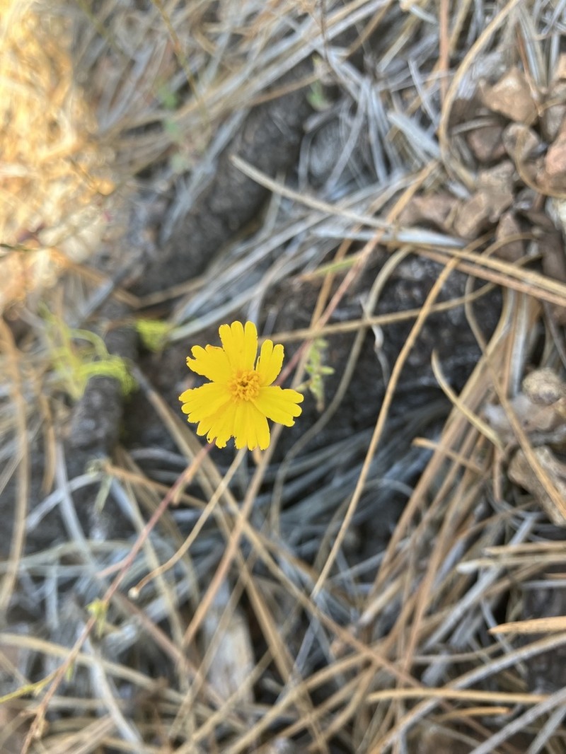 Serpentine Tarweed photo 8