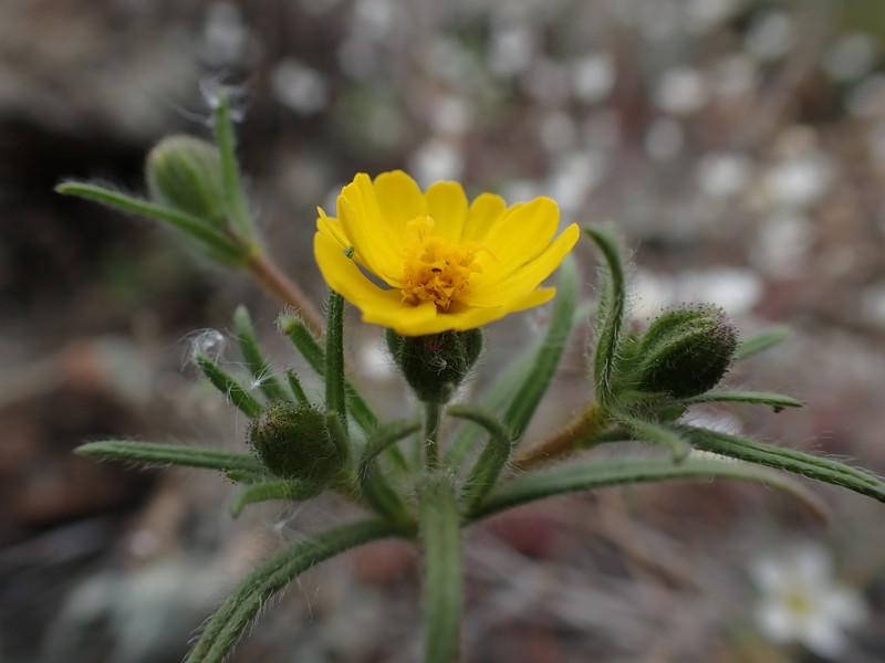 Tarweed