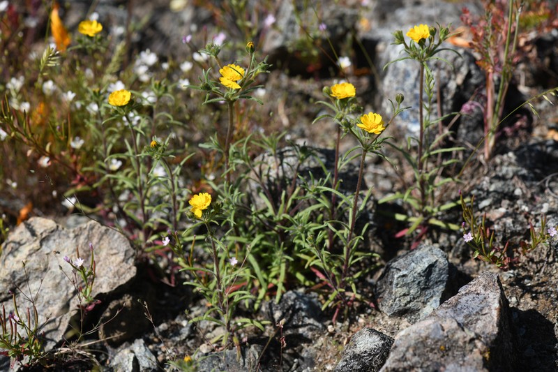 Tarweed