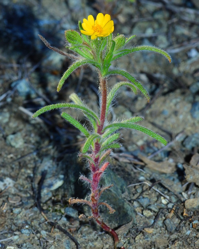 Tarweed photo 2