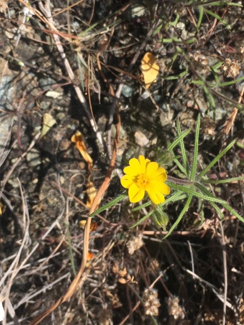 Tarweed photo 3