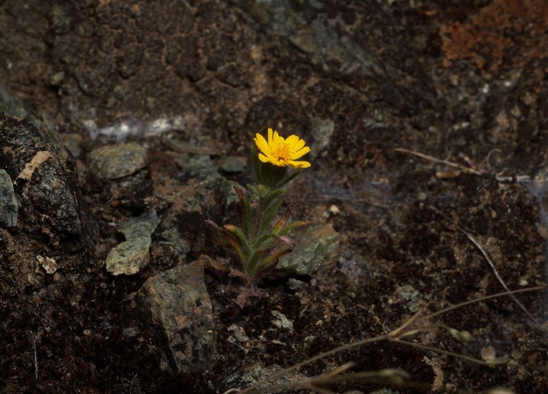 Tarweed photo 4