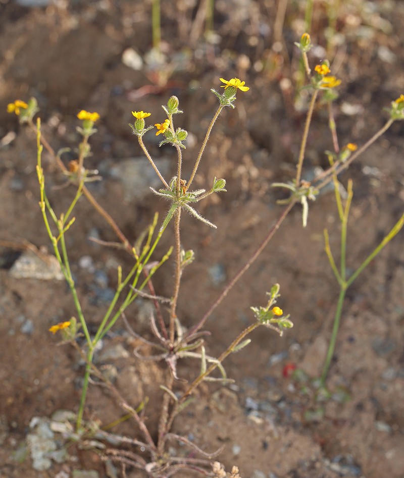 Tarweed photo 5