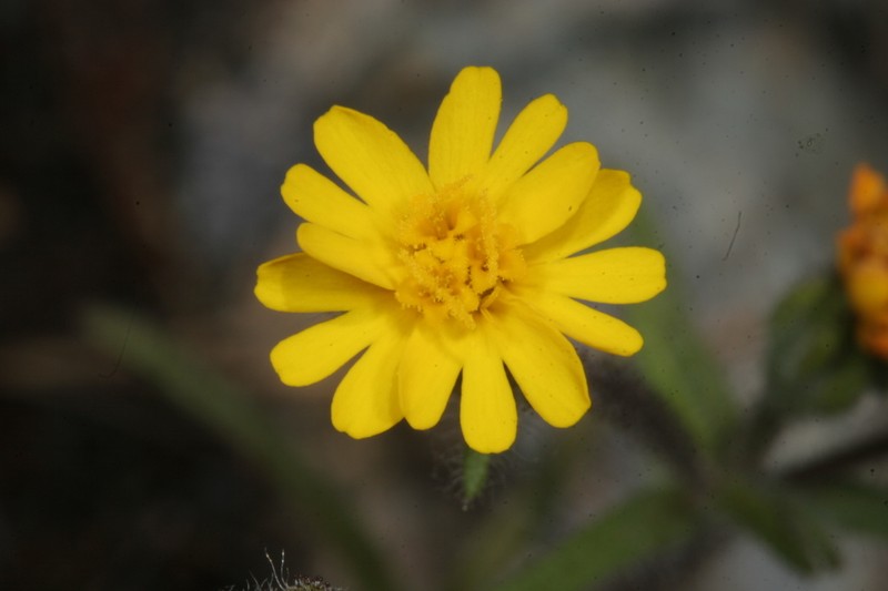 Tarweed photo 6