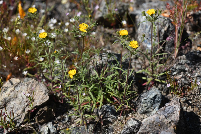 Tarweed photo 8
