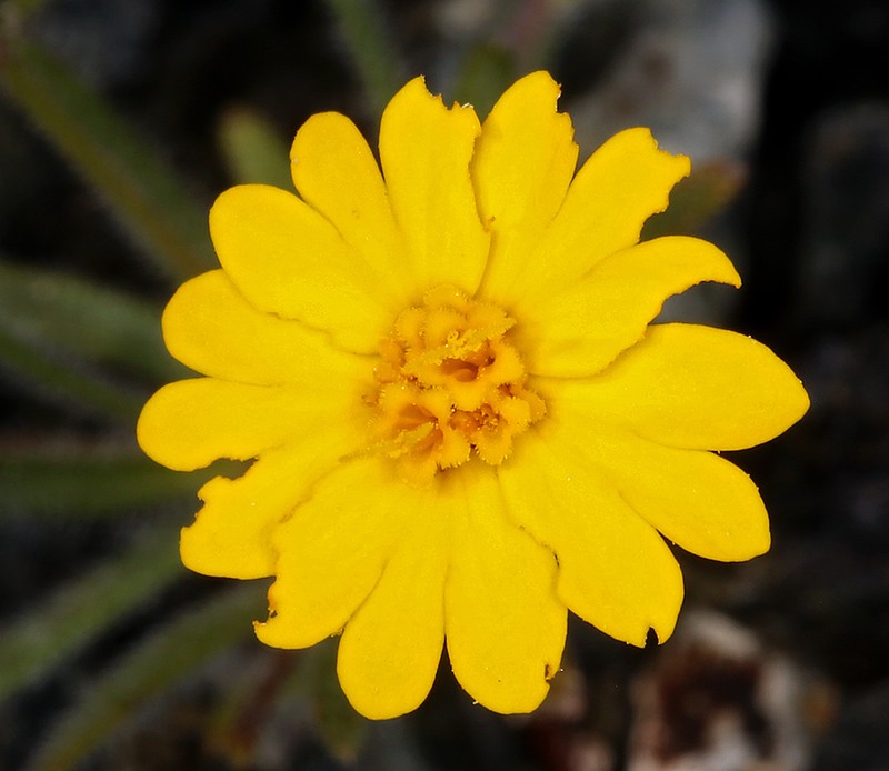 Stebbins' Tarweed