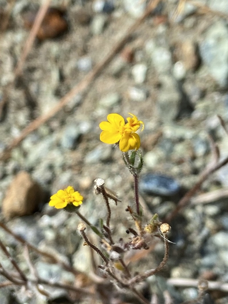 Stebbins' Tarweed