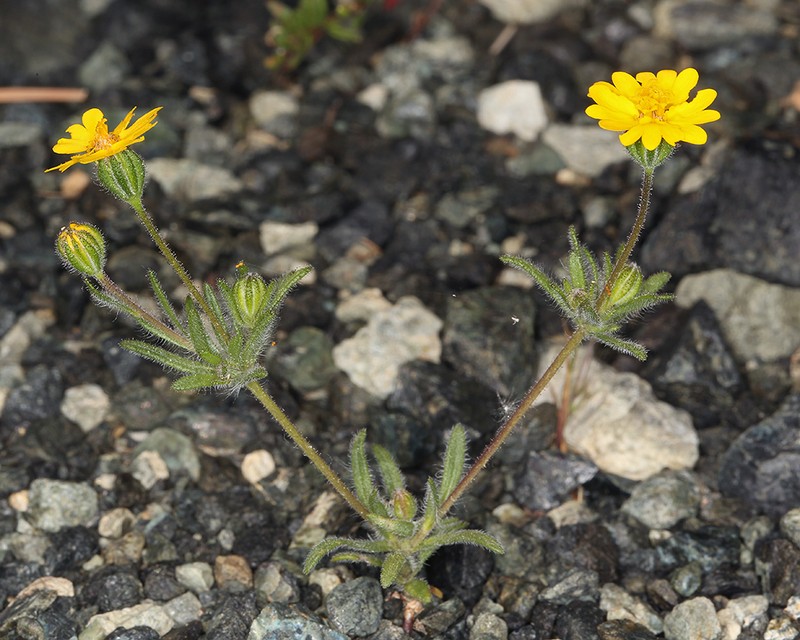 Stebbins' Tarweed photo 2