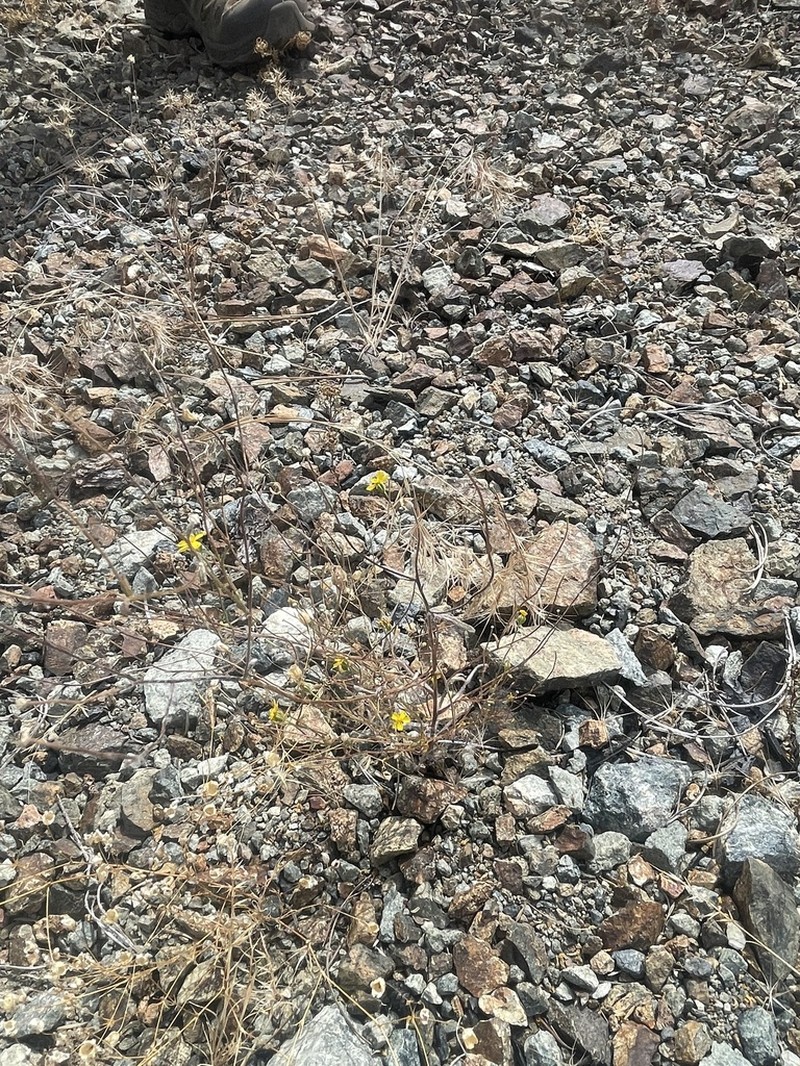 Stebbins' Tarweed photo 3