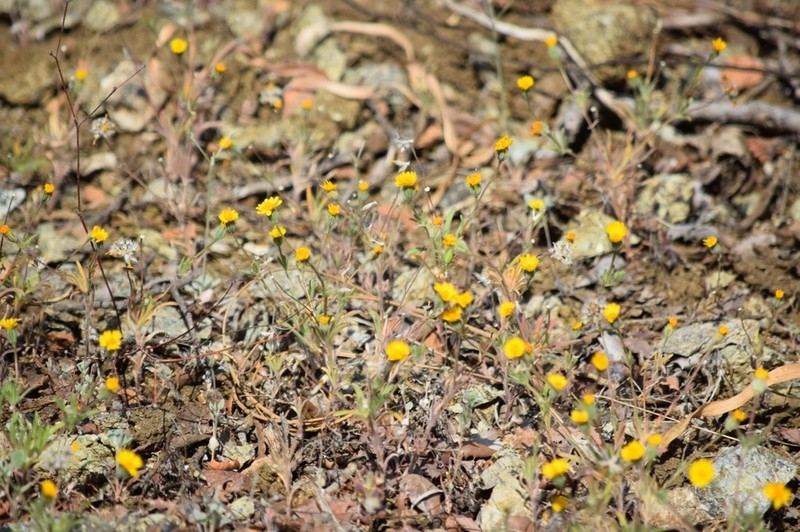 Stebbins' Tarweed photo 4