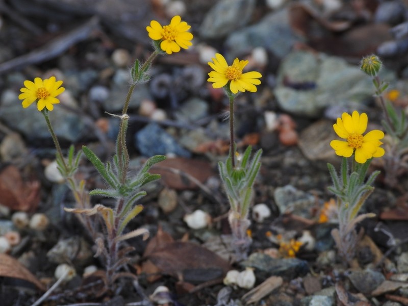 Stebbins' Tarweed photo 5