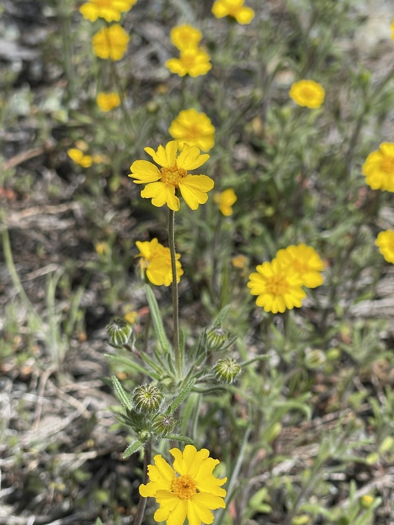 Stebbins' Tarweed photo 6