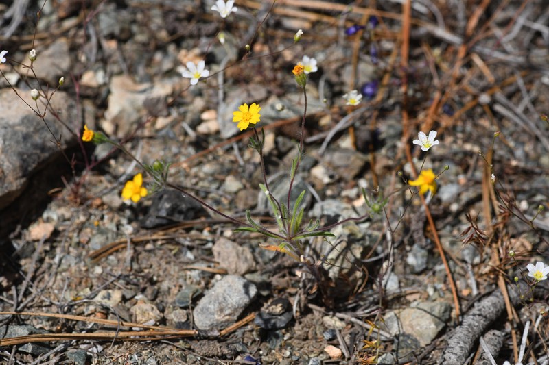 Stebbins' Tarweed photo 7
