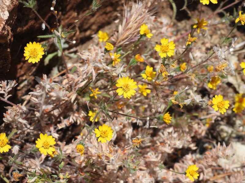 Stebbins' Tarweed photo 8