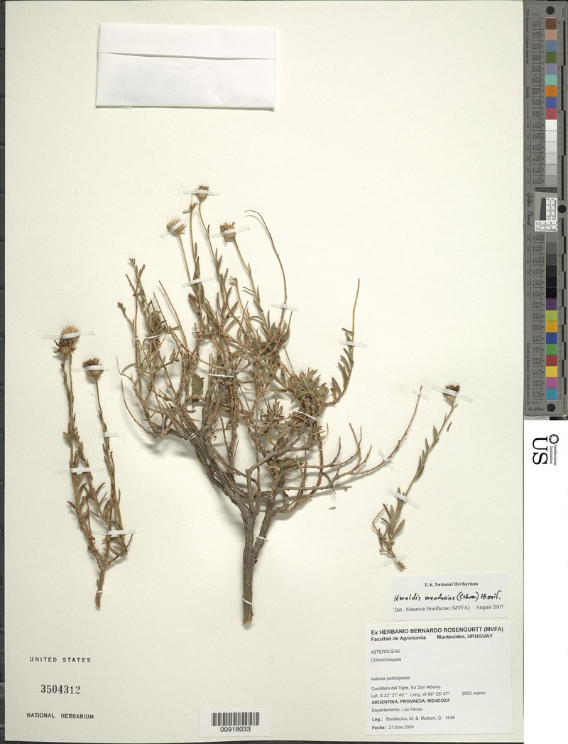Haroldia mendocina