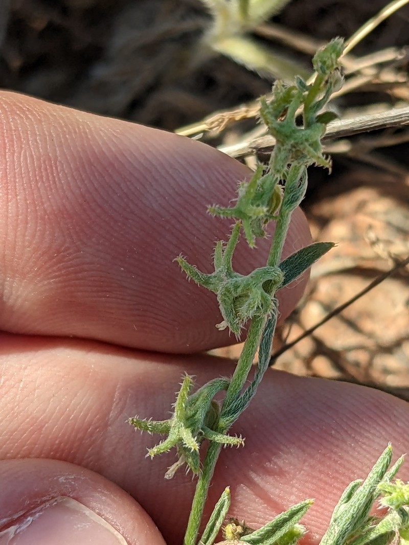 Harpagonella arizonica