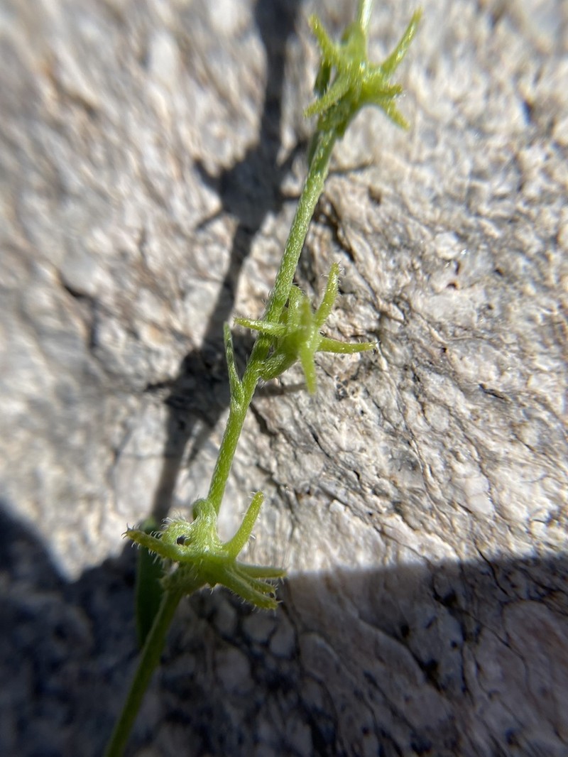 Harpagonella arizonica photo 3