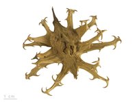 Devil's-Claw