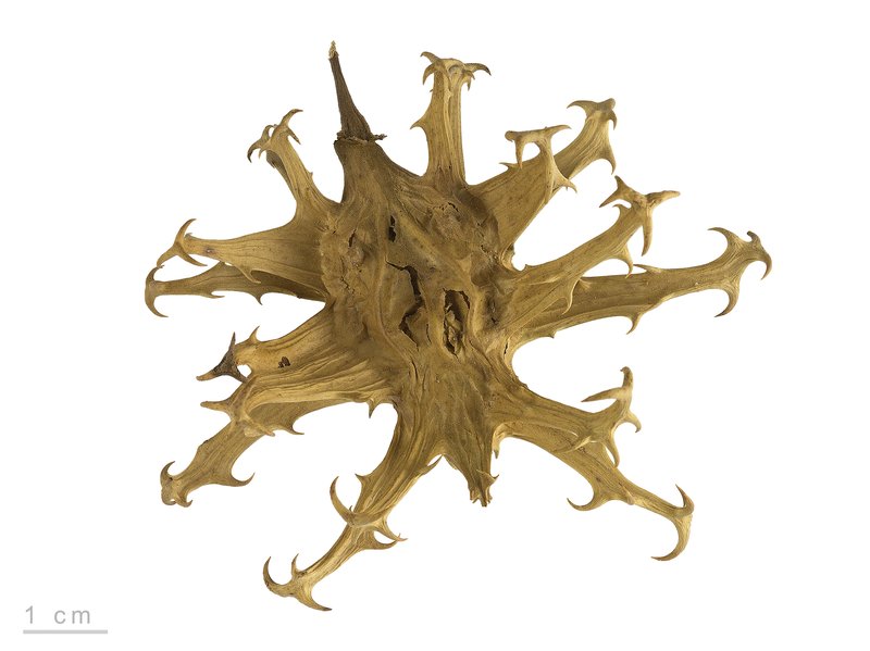Devil's-Claw