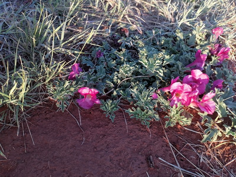 Harpagophytum procumbens subsp. procumbens