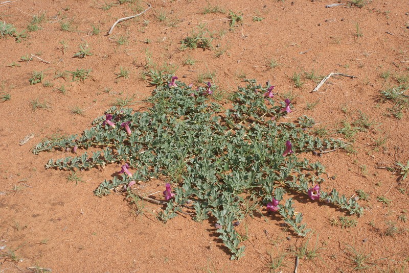 Harpagophytum procumbens subsp. procumbens photo 2