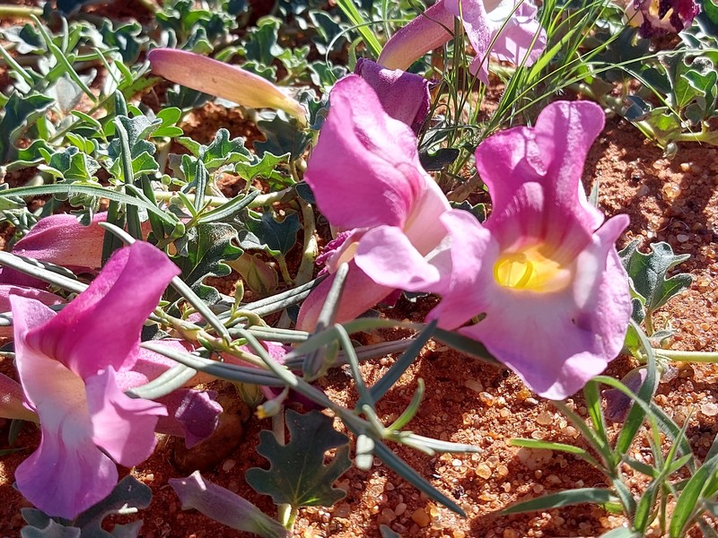 Harpagophytum procumbens subsp. procumbens photo 3