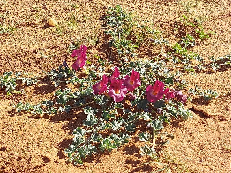 Harpagophytum procumbens subsp. procumbens photo 4