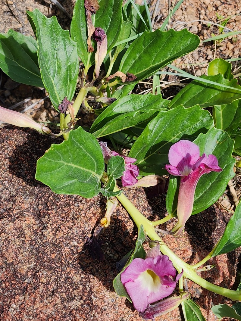 Harpagophytum zeyheri subsp. zeyheri