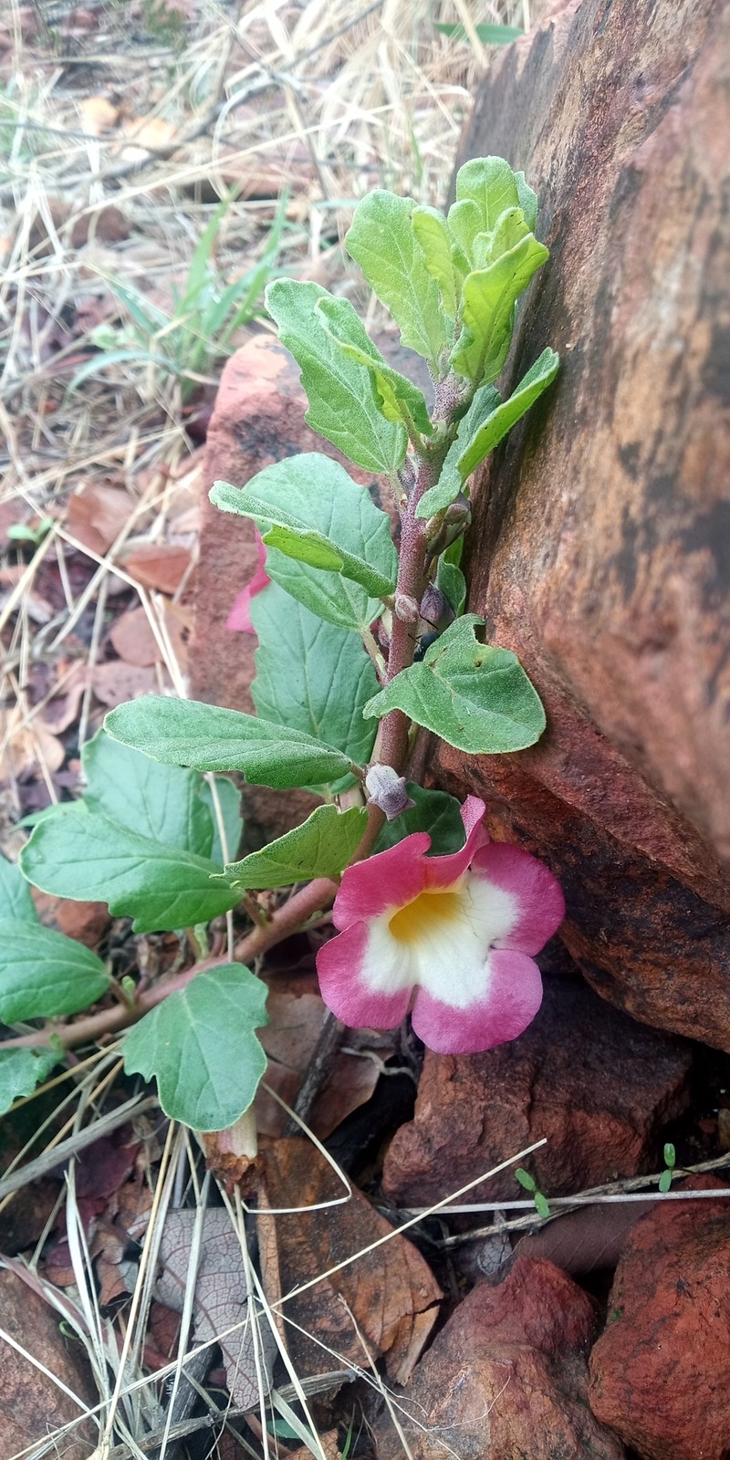 Harpagophytum zeyheri subsp. zeyheri photo 3