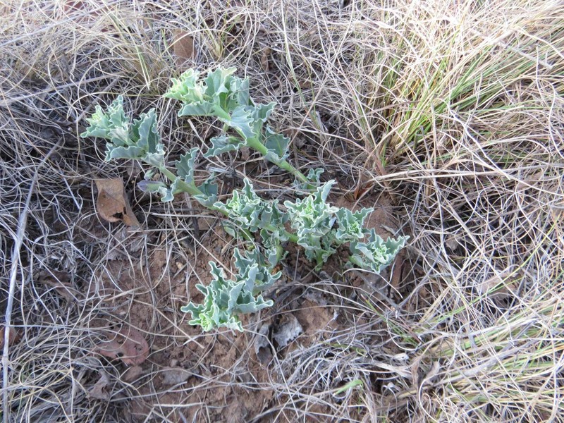 Harpagophytum zeyheri subsp. zeyheri photo 4